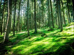 Wanderung_Heilklimasteig