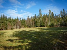 Wanderung_Lieblingswald